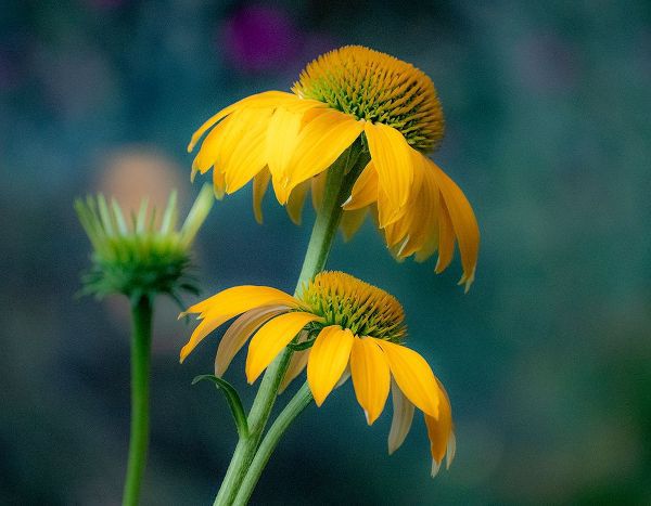 Gulin, Sylvia 아티스트의 USA-Washington State-Pacific Northwest-Sammamish yellow cone flower작품입니다.